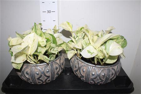 Горшечные цветы и растения оптом Arr Keramiek Epipr Happy Leaf 3pp от 2шт из Голландии с доставкой по России