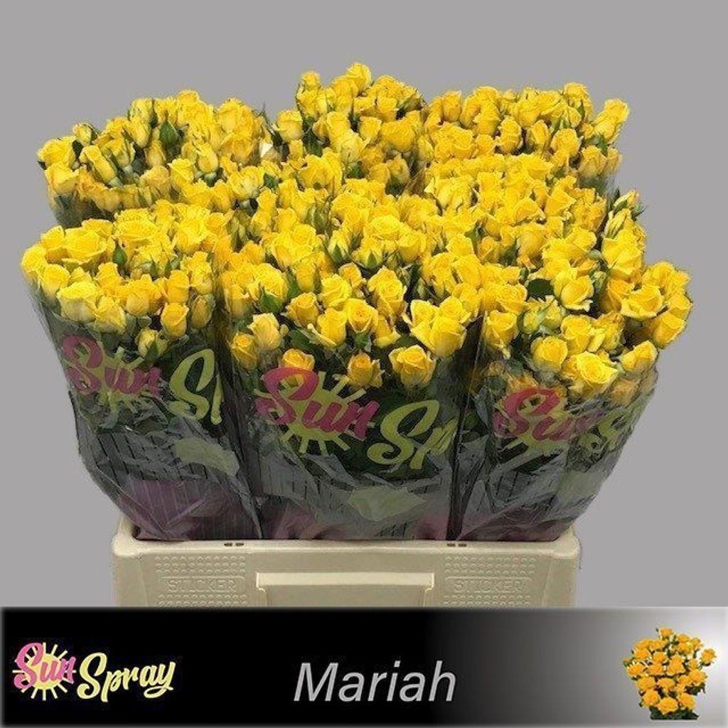 Срезанные цветы оптом Rosa spray mariah от 80шт из Голландии с доставкой по России