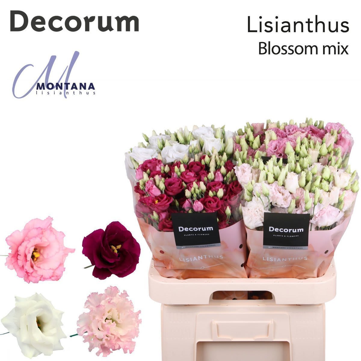 Срезанные цветы оптом Lisianthus do mix in bucket от 40шт.. из Голландии с доставкой по России