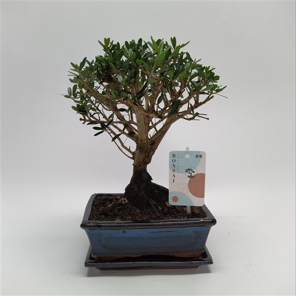 Горшечные цветы и растения оптом Bonsai Olea Sylvestris Traditional от 6шт из Голландии с доставкой по России