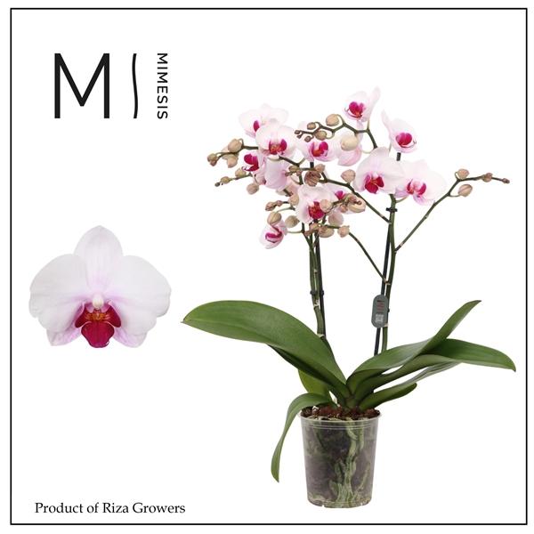 Горшечные цветы и растения оптом Phal 2st Cadi 22+ Mimesis (orchid Growers) от 10шт из Голландии с доставкой по России