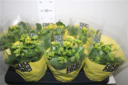 Горшечные цветы и растения оптом Kal En Prime Yellow P15 от 6шт из Голландии с доставкой по России