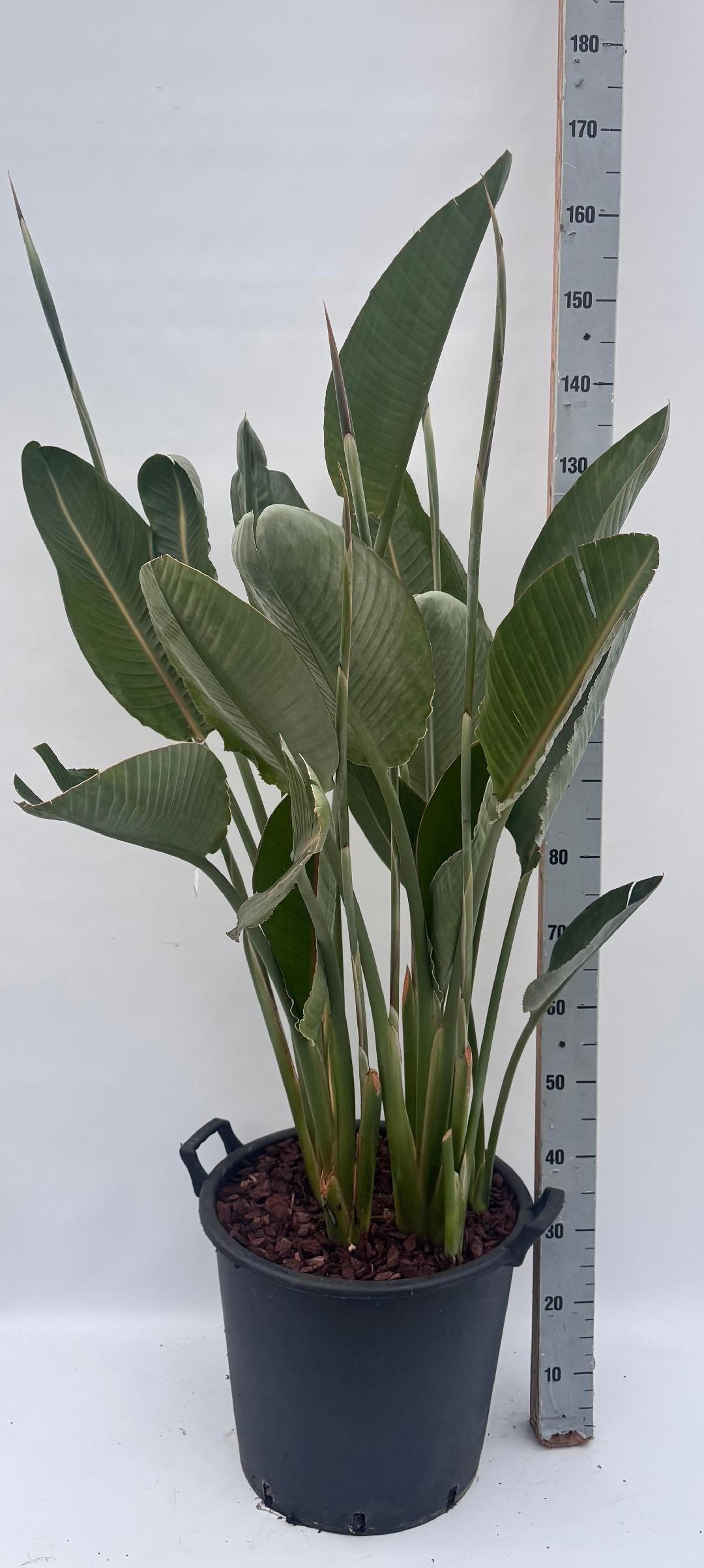 Горшечные цветы и растения оптом Strelitzia Regin Bl от 1шт из Голландии с доставкой по России