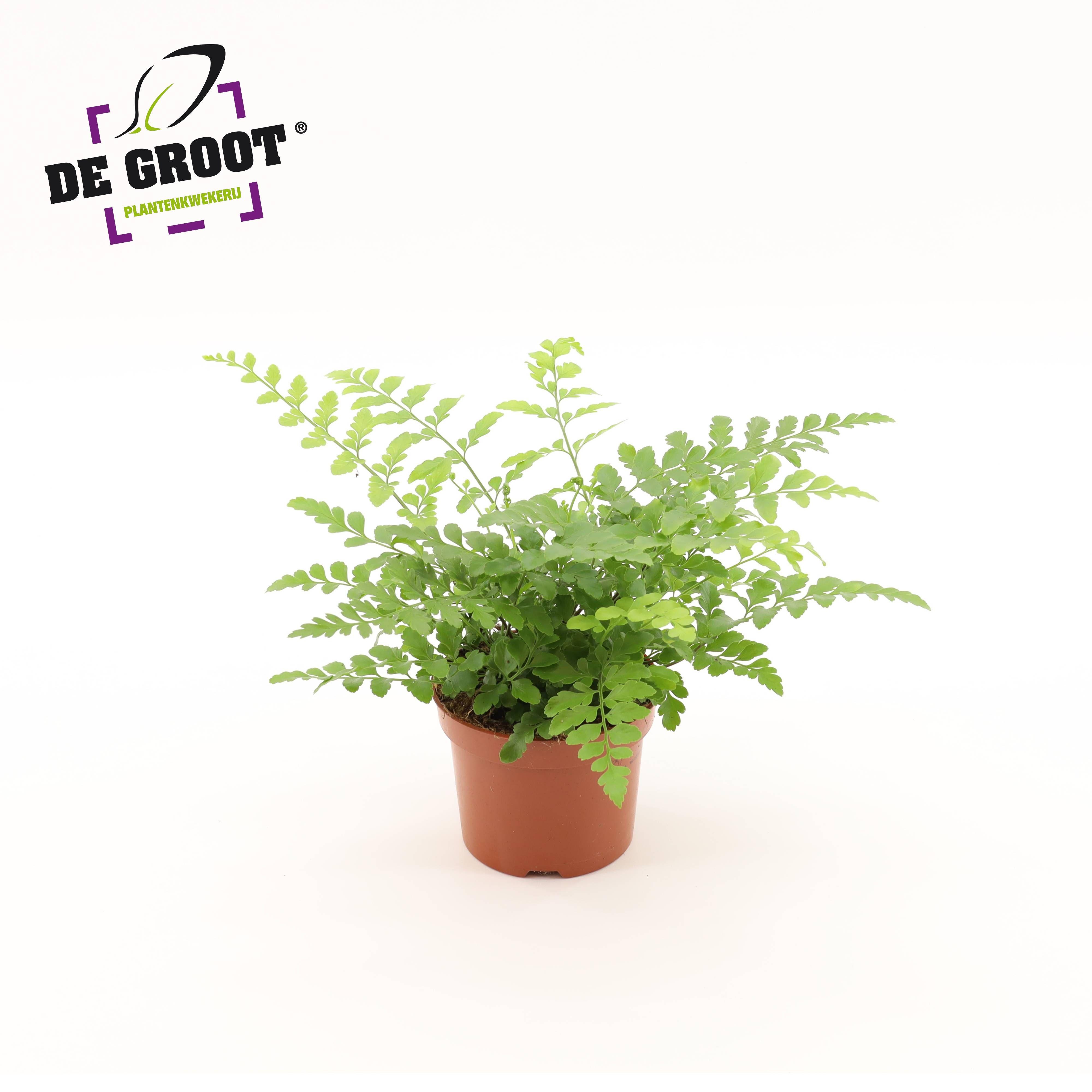 Горшечные цветы и растения оптом Asplenium Parvati от 8шт из Голландии с доставкой по России