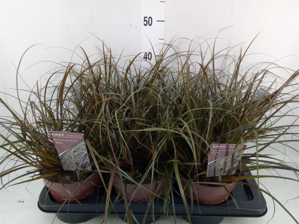 Горшечные цветы и растения оптом Uncinia Rubra от 6шт из Голландии с доставкой по России