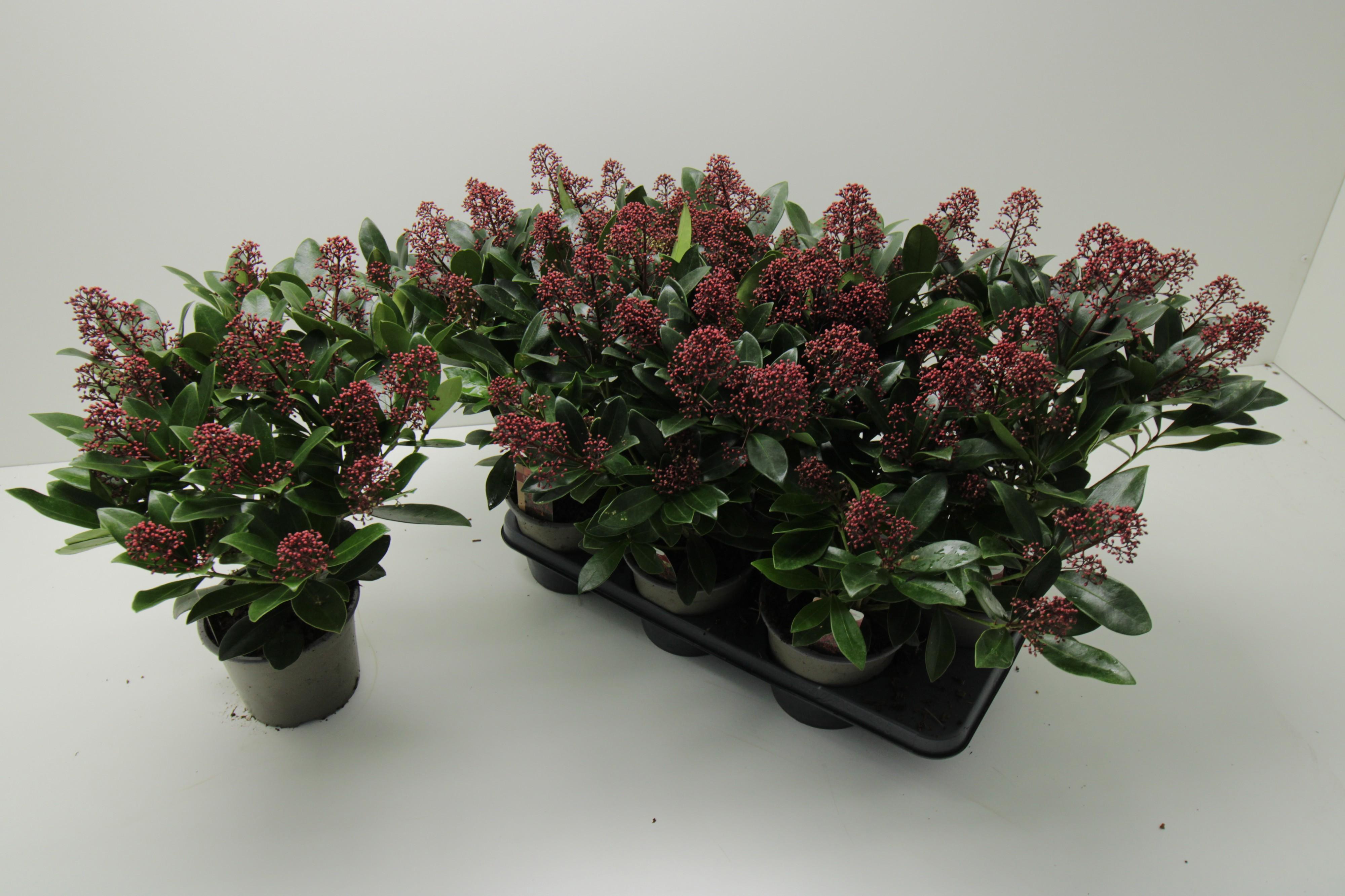 Горшечные цветы и растения оптом Skim J Rubella от 6шт из Голландии с доставкой по России