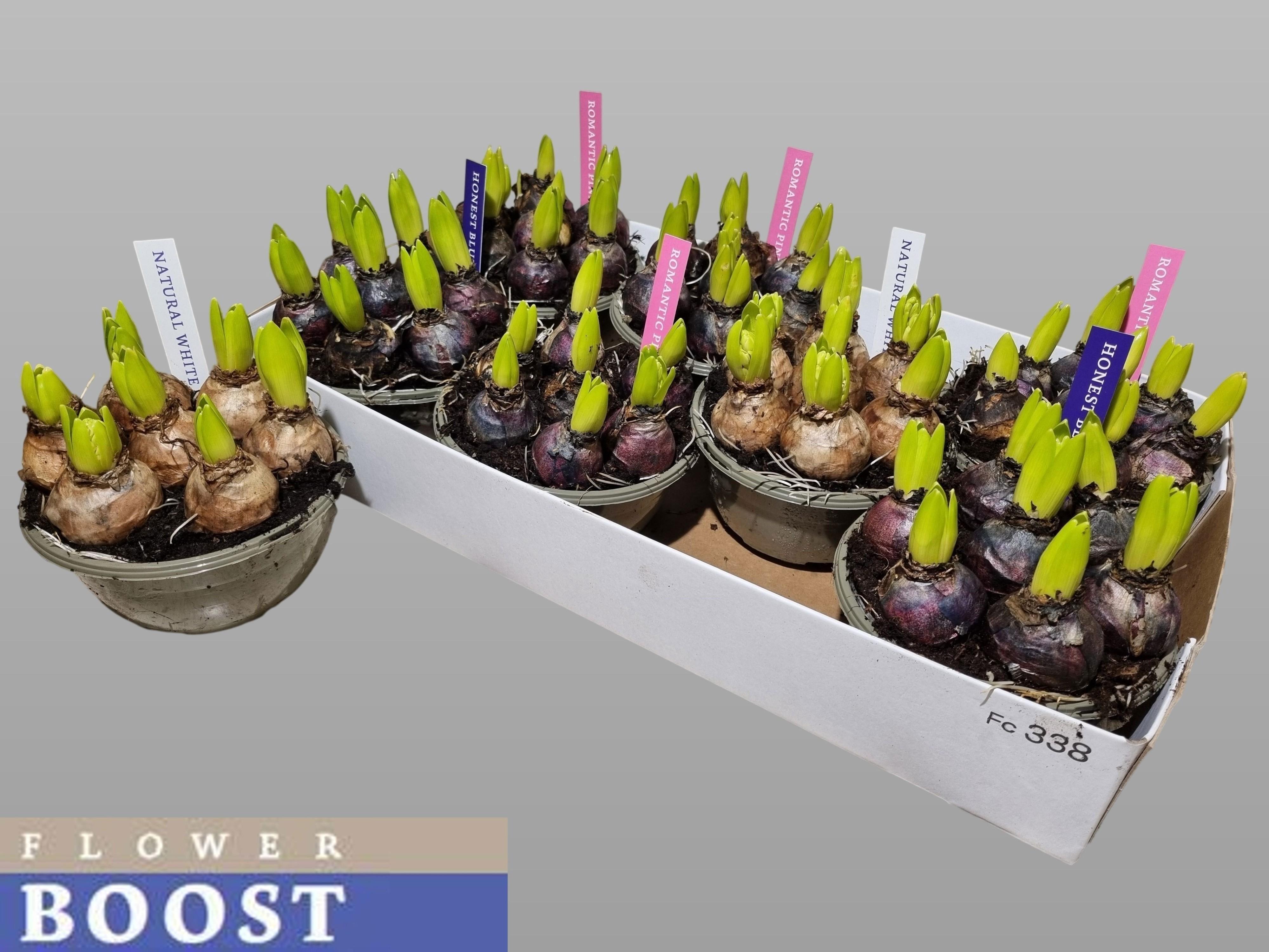 Горшечные цветы и растения оптом Hyacin Pear Gem 4 Kl от 7шт из Голландии с доставкой по России