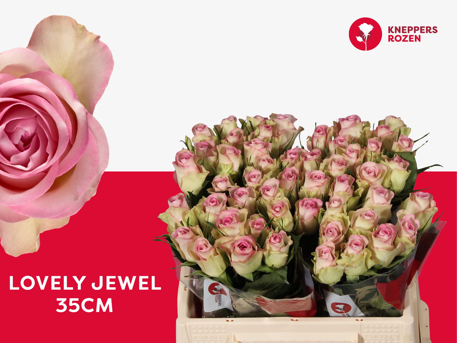 Срезанные цветы оптом Rosa la lovely jewel от 50шт из Голландии с доставкой по России