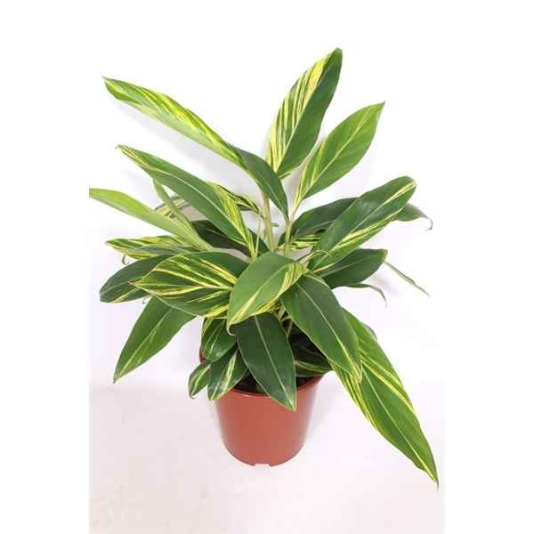 Горшечные цветы и растения оптом Alpinia Zerumbet Variegata от 1шт из Голландии с доставкой по России