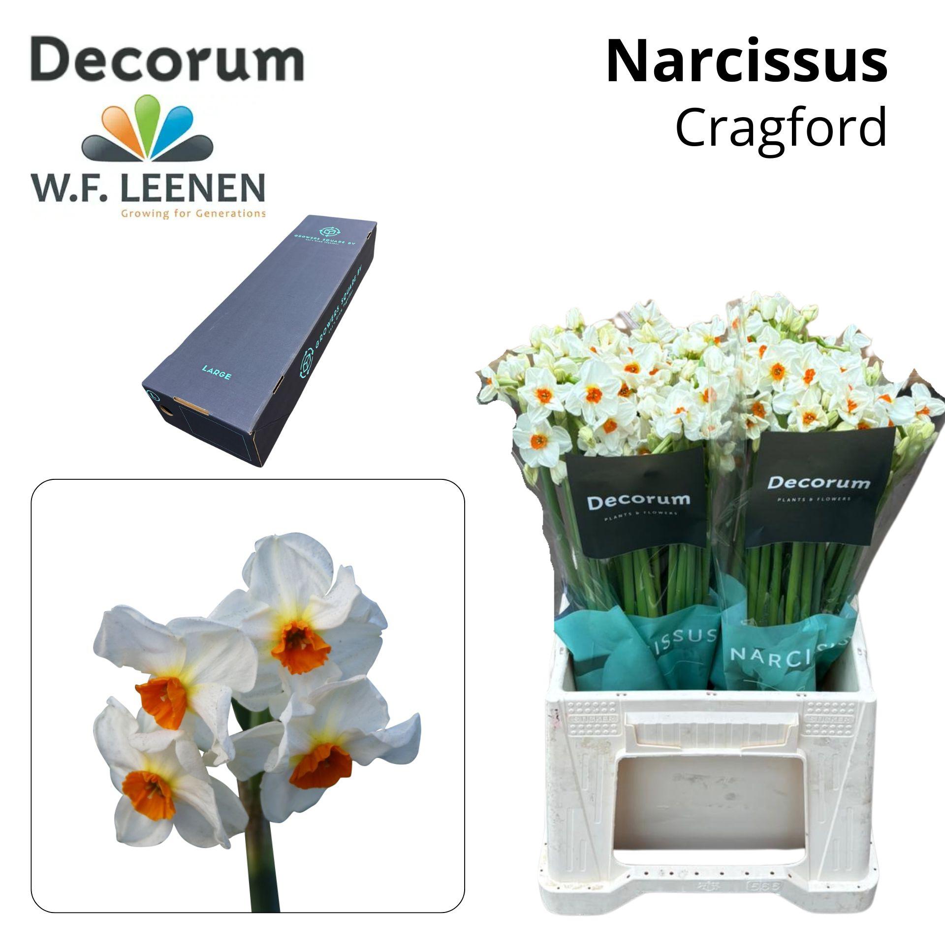 Срезанные цветы оптом Narcissus sp cragford in box от 300шт из Голландии с доставкой по России