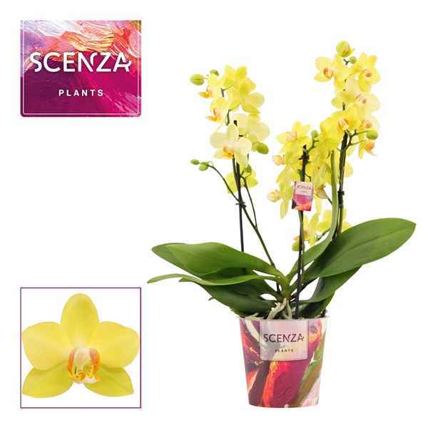 Горшечные цветы и растения оптом Phal 3-4st Dazzling Albenga (scenza) от 6шт из Голландии с доставкой по России