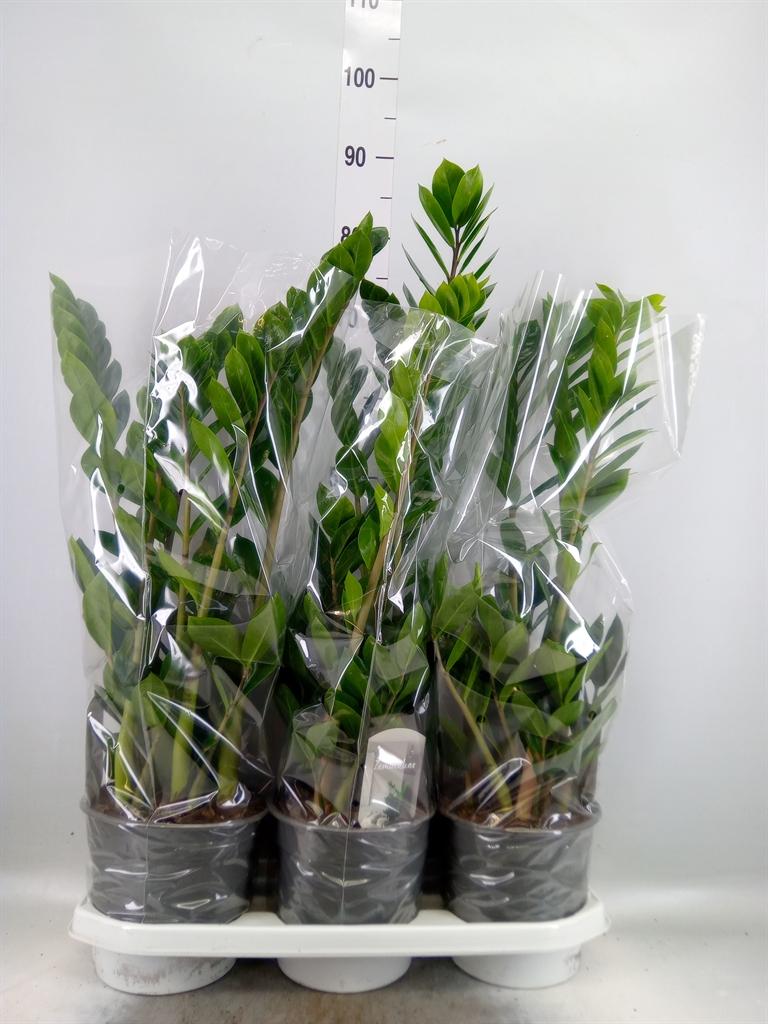Горшечные цветы и растения оптом Zamioculcas 8+ от 3шт из Голландии с доставкой по России