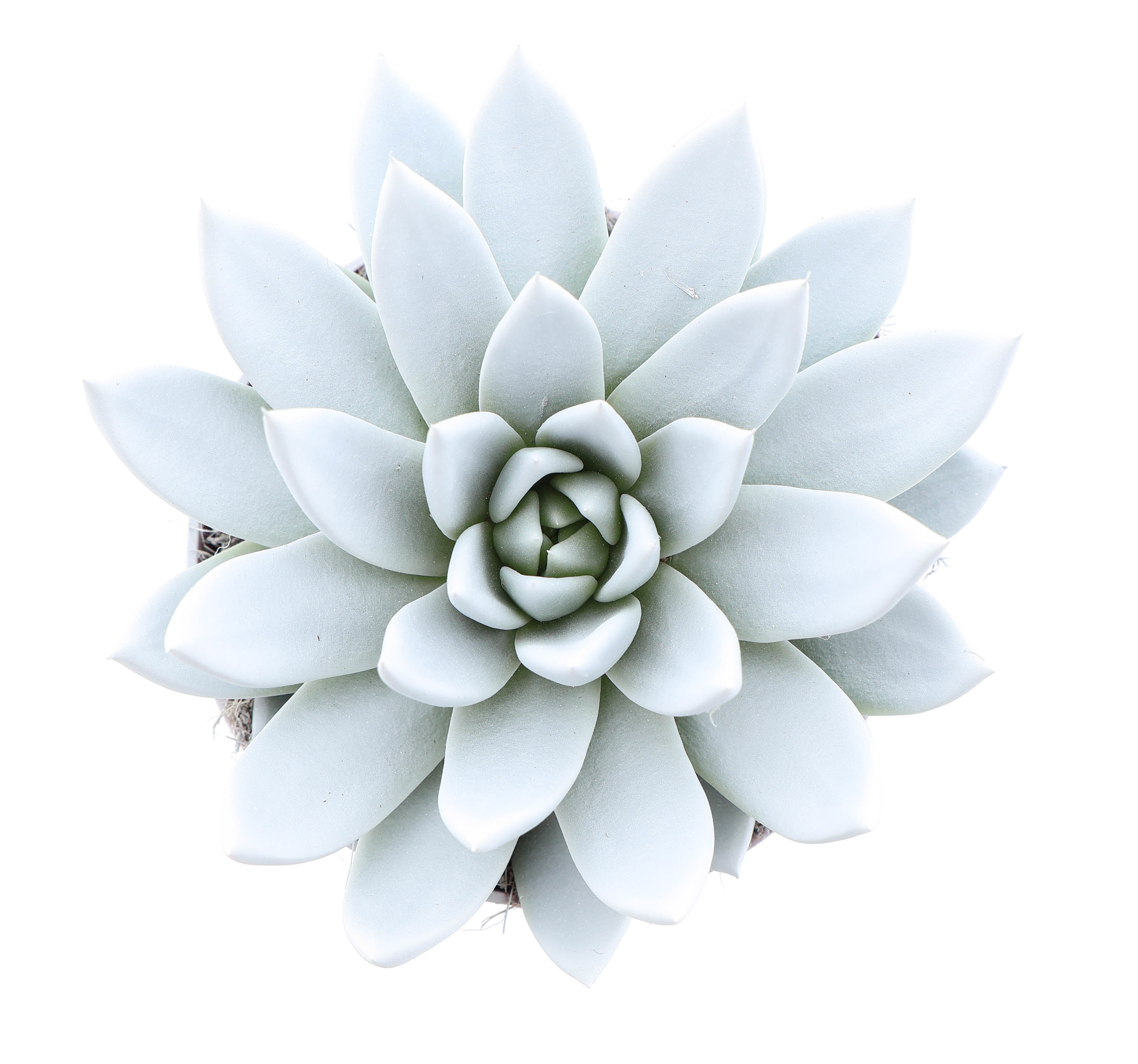 Горшечные цветы и растения оптом Echeveria Rainbow White от 6шт из Голландии с доставкой по России
