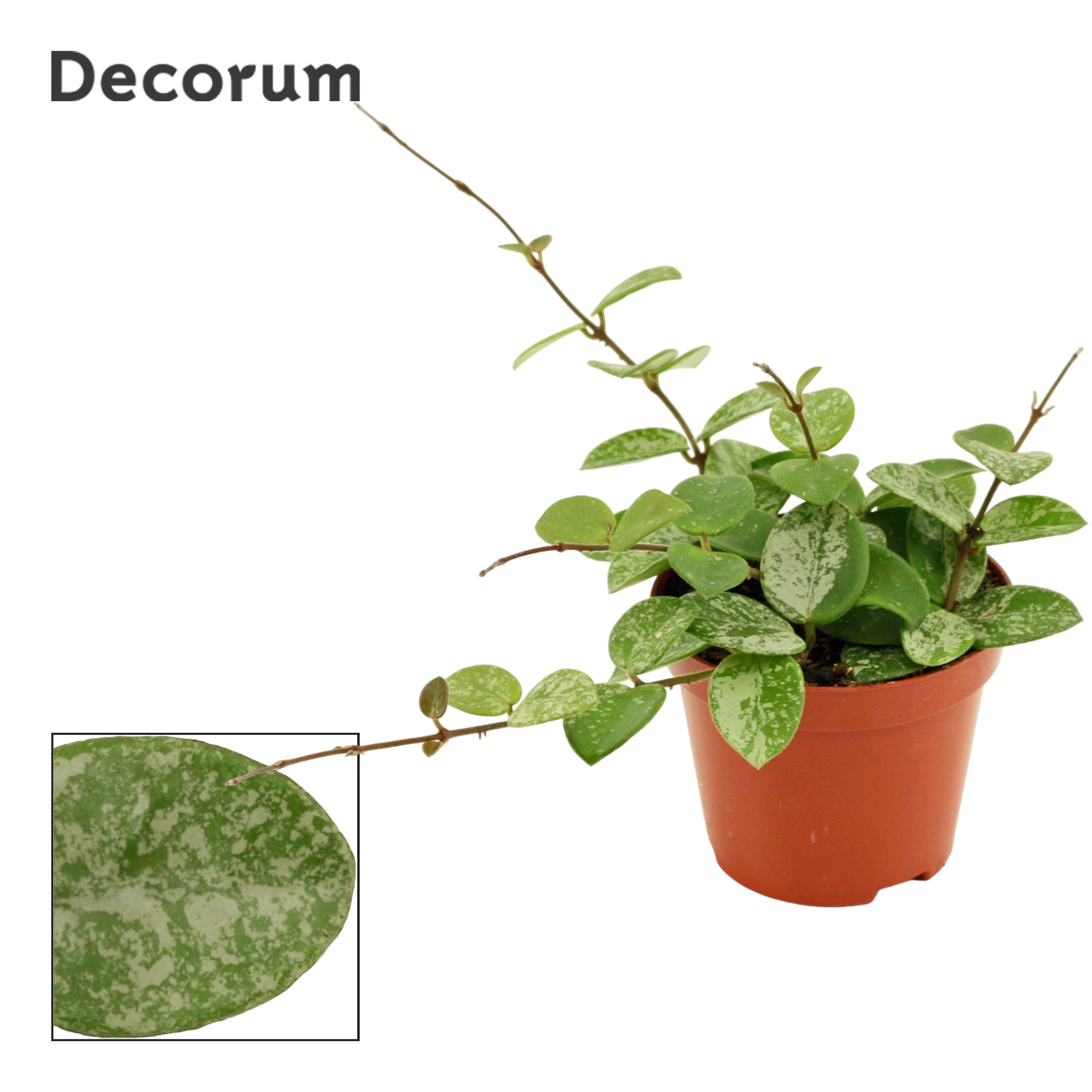 Горшечные цветы и растения оптом Hoya Mathilde Splash от 18шт (для телеги) из Голландии с доставкой по России