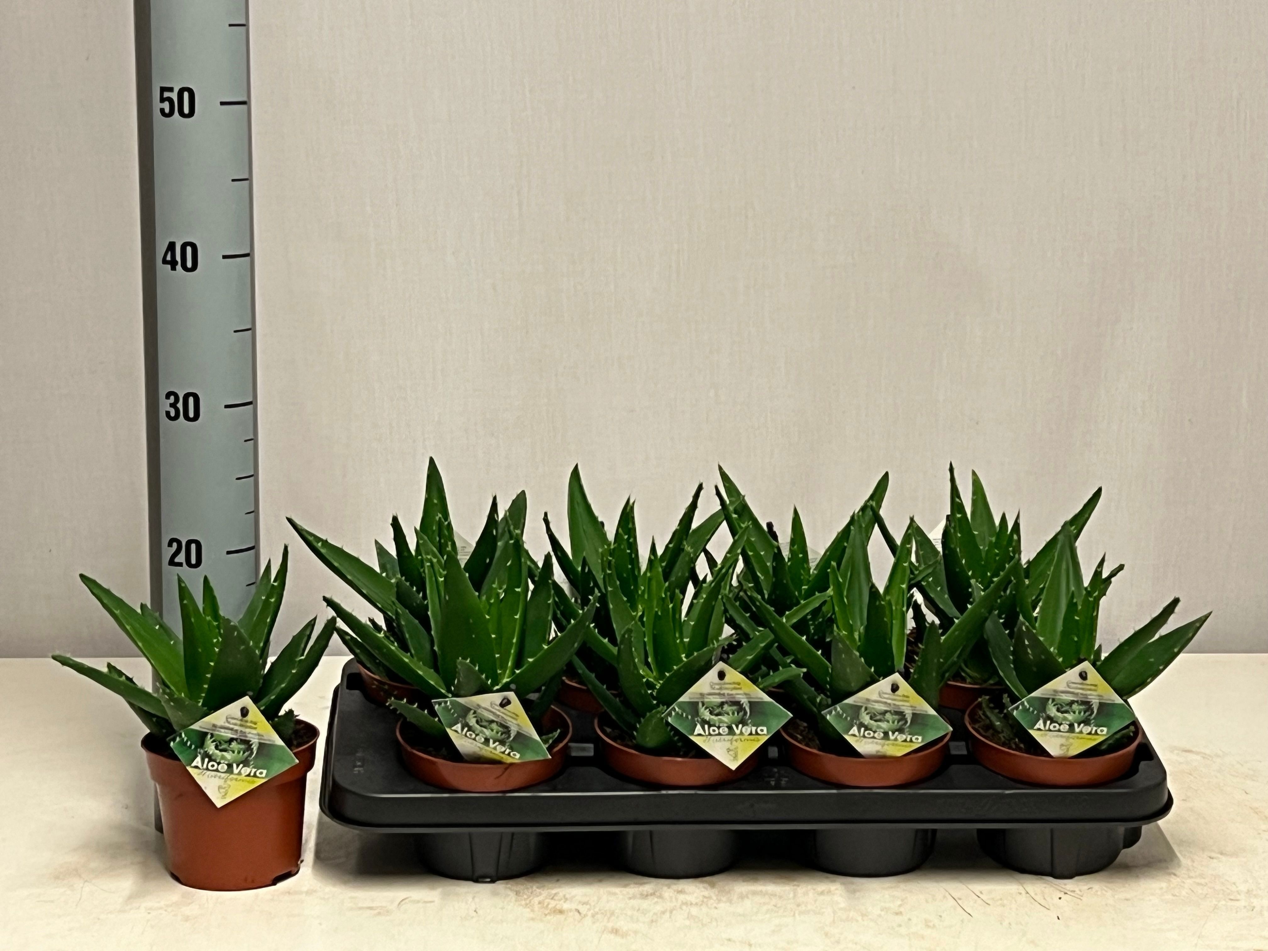 Горшечные цветы и растения оптом Aloe Perfoliata от 8шт из Голландии с доставкой по России