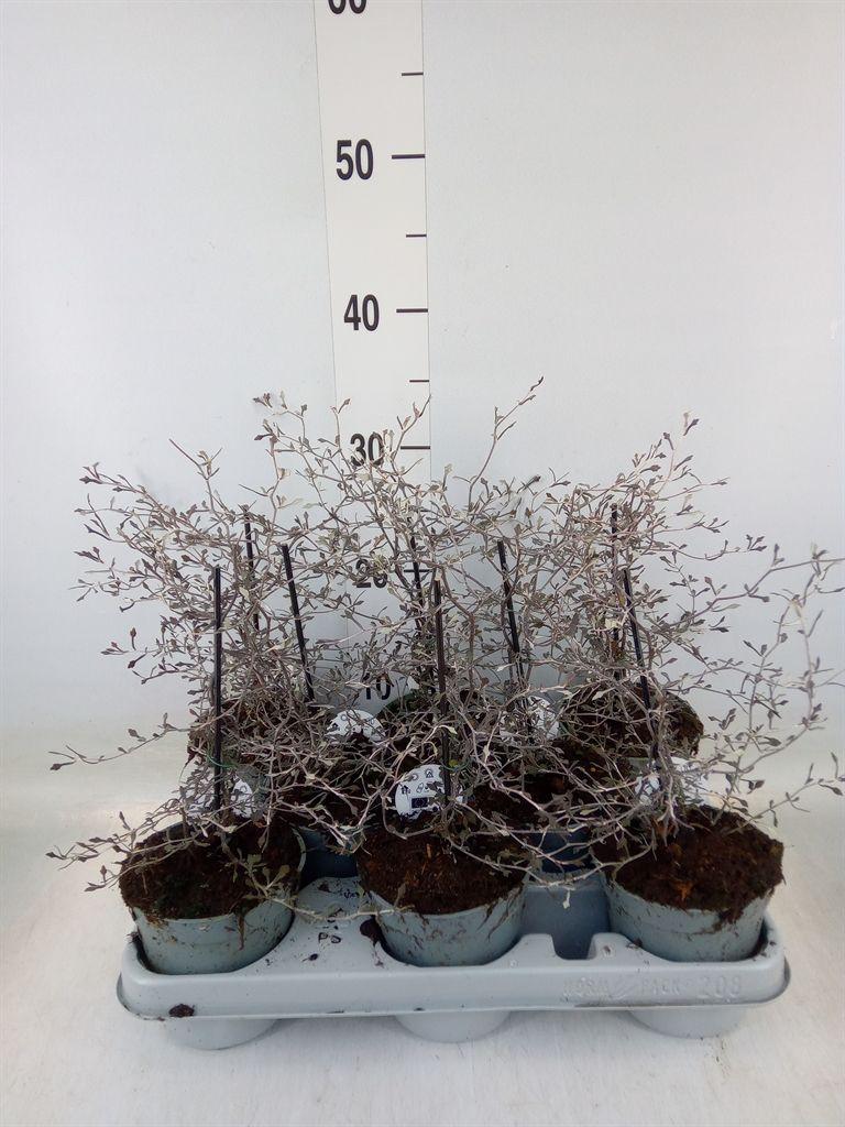 Горшечные цветы и растения оптом Corokia Cotoneaster от 8шт из Голландии с доставкой по России