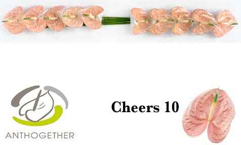 Срезанные цветы оптом Anthurium cheers от 10шт из Голландии с доставкой по России