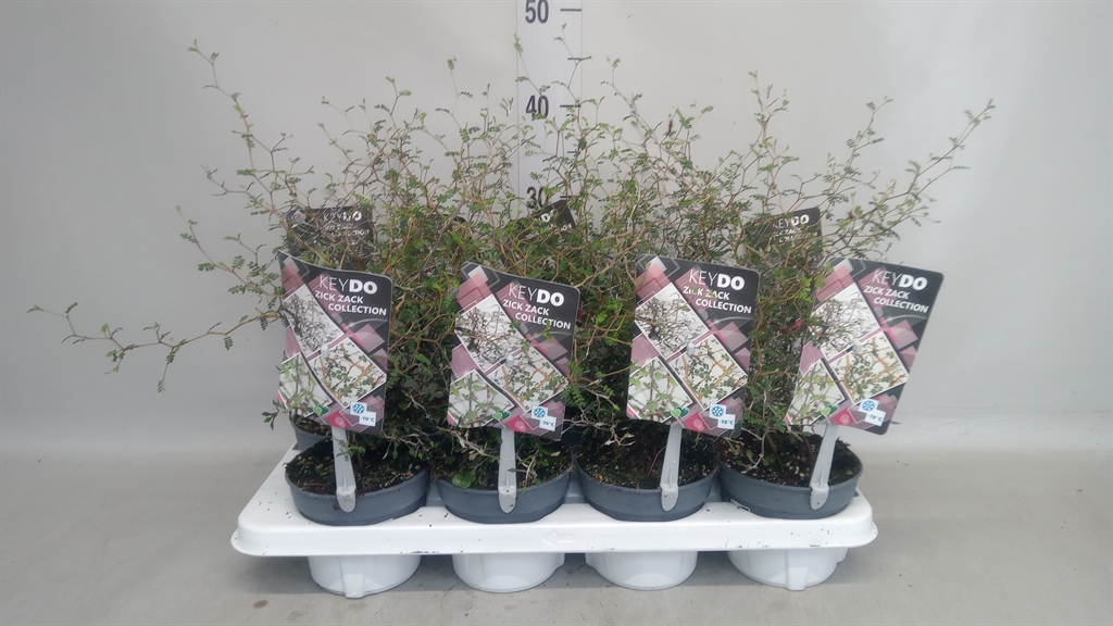 Горшечные цветы и растения оптом Corokia Cotoneaster от 8шт из Голландии с доставкой по России