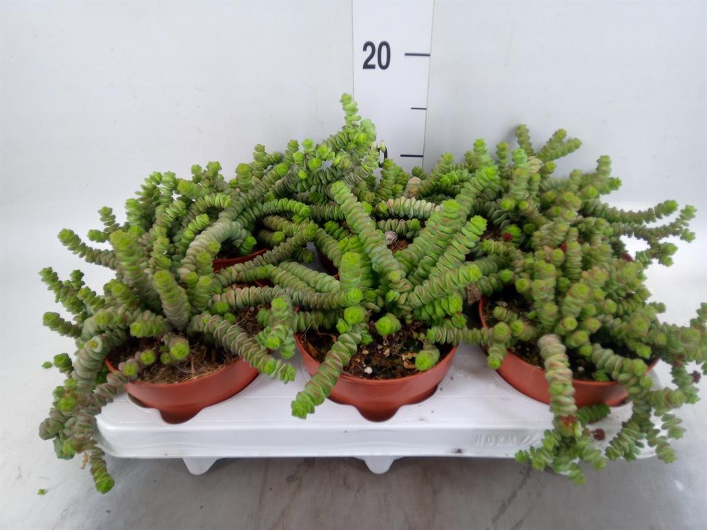 Горшечные цветы и растения оптом Crassula Marnieriana от 6шт из Голландии с доставкой по России