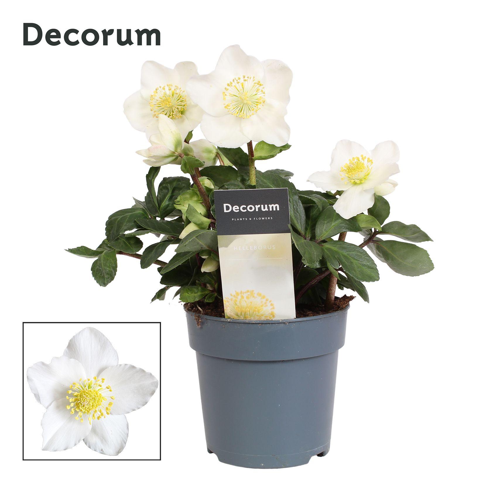 Горшечные цветы и растения оптом Helleborus N. Christmas Carol 12cm Decorum (m) Met от 10шт из Голландии с доставкой по России