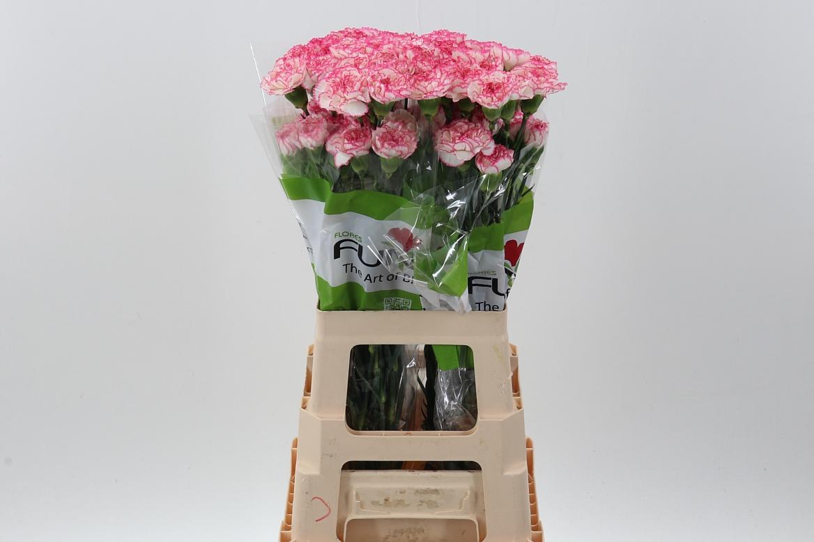 Срезанные цветы оптом Dianthus st komachi от 80шт. из Голландии с доставкой по России