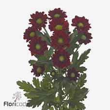 Срезанные цветы оптом Chrys sa mexx от 25шт из Голландии с доставкой по России