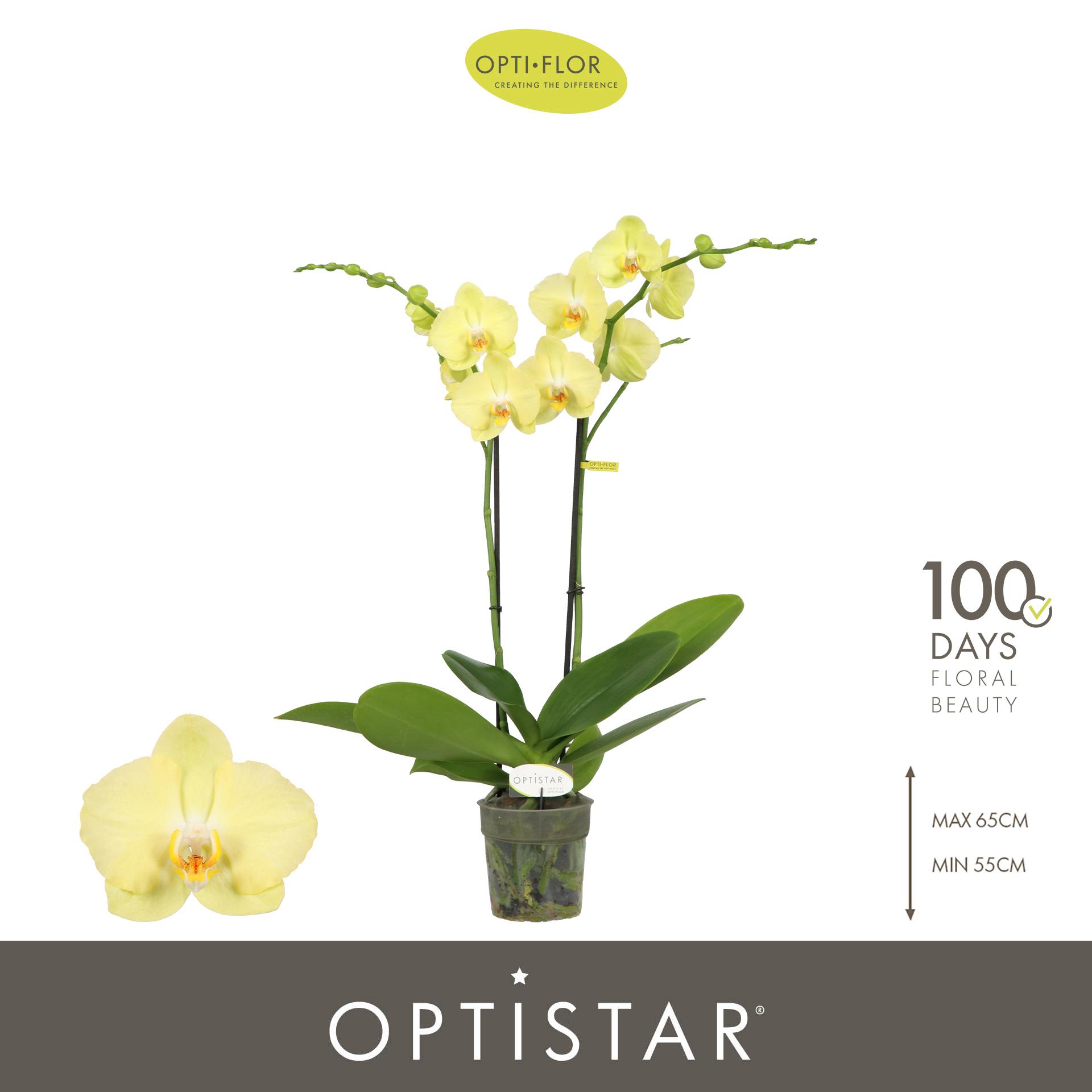 Горшечные цветы и растения оптом Phal 2st Ferrara 15+(opti) от 6шт из Голландии с доставкой по России