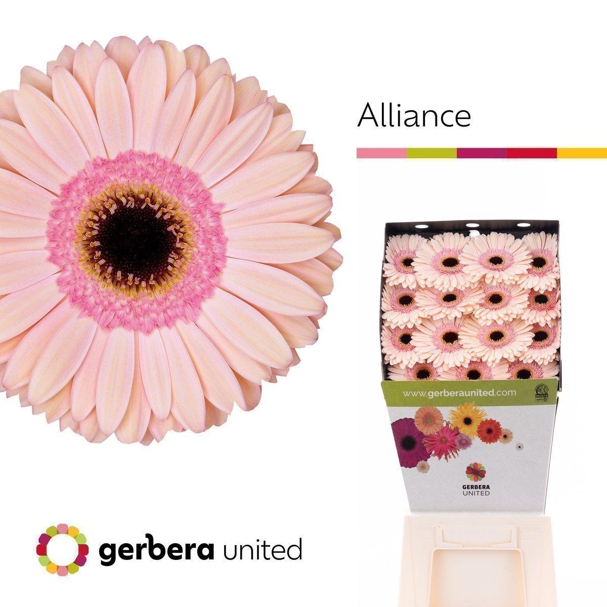 Срезанные цветы оптом Gerbera diamond alliance от 30шт из Голландии с доставкой по России
