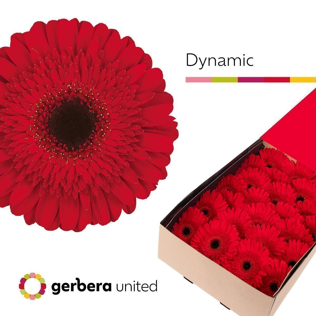 Срезанные цветы оптом Gerbera dynamic от 50шт из Голландии с доставкой по России