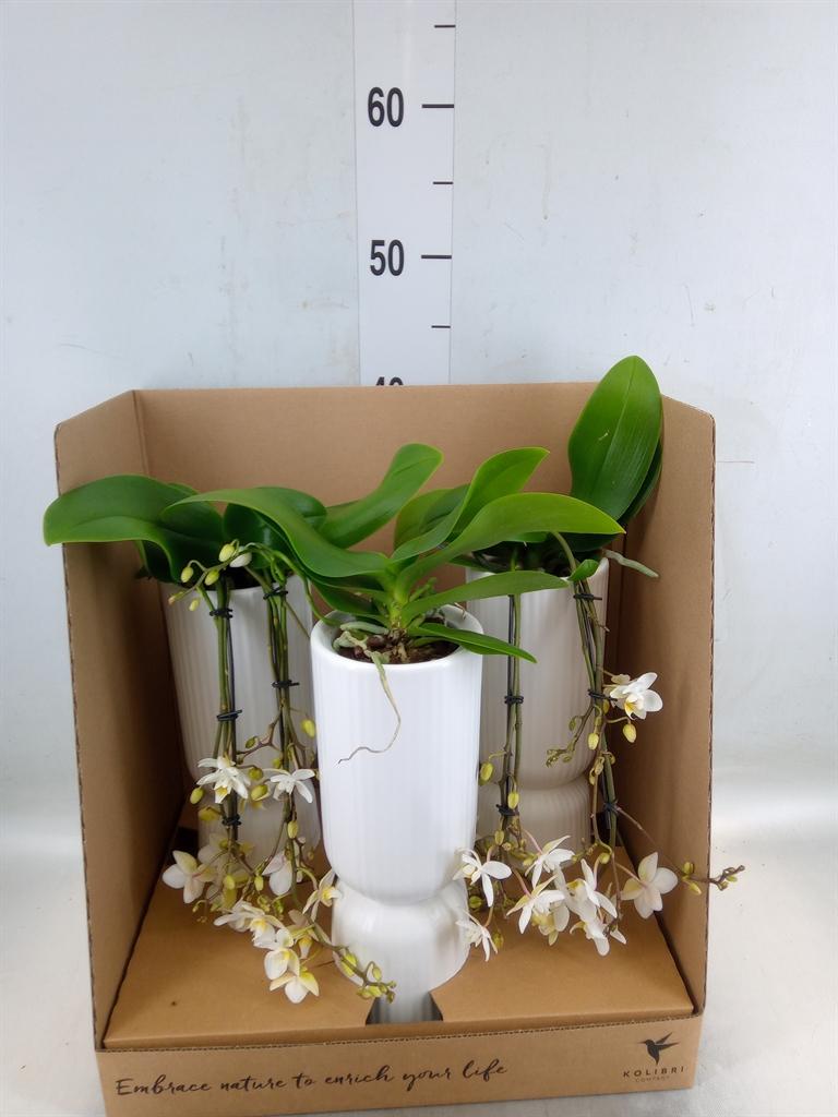 Горшечные цветы и растения оптом Phalaenopsis Multi.   ...white от 3шт (для телеги) из Голландии с доставкой по России