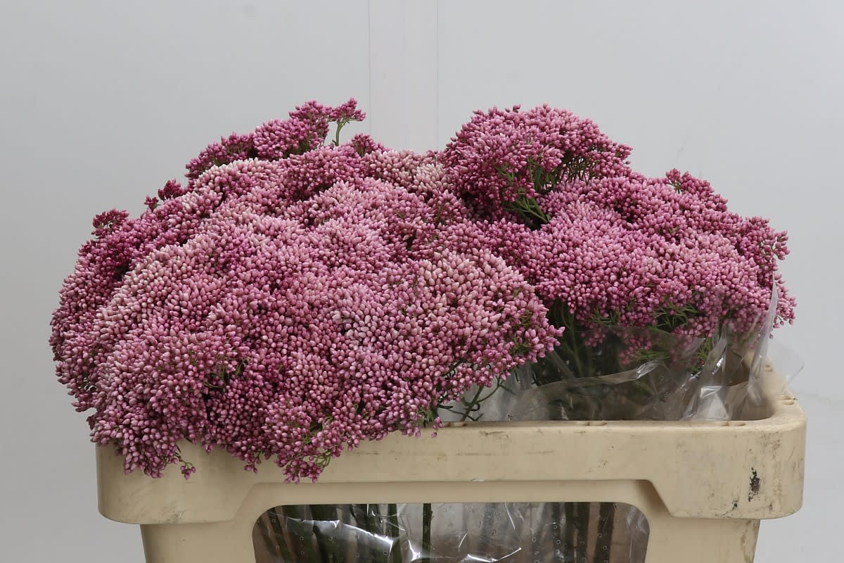 Срезанные цветы оптом Ozothamnus pink от 50шт из Голландии с доставкой по России
