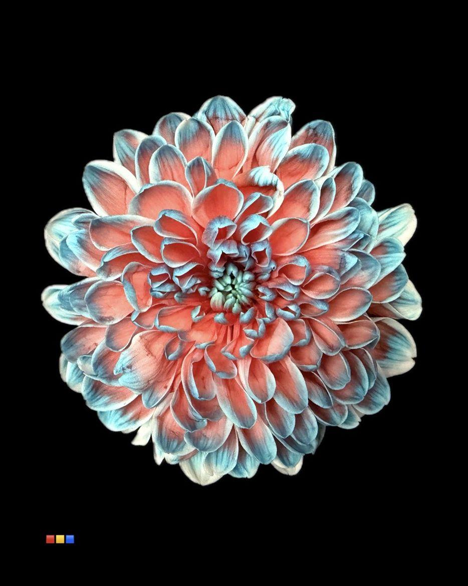 Срезанные цветы оптом Chrys sp paint altaj bazooka от 40шт из Голландии с доставкой по России