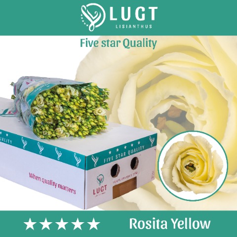 Срезанные цветы оптом Lisianthus do rosita yellow от 60шт. из Голландии с доставкой по России