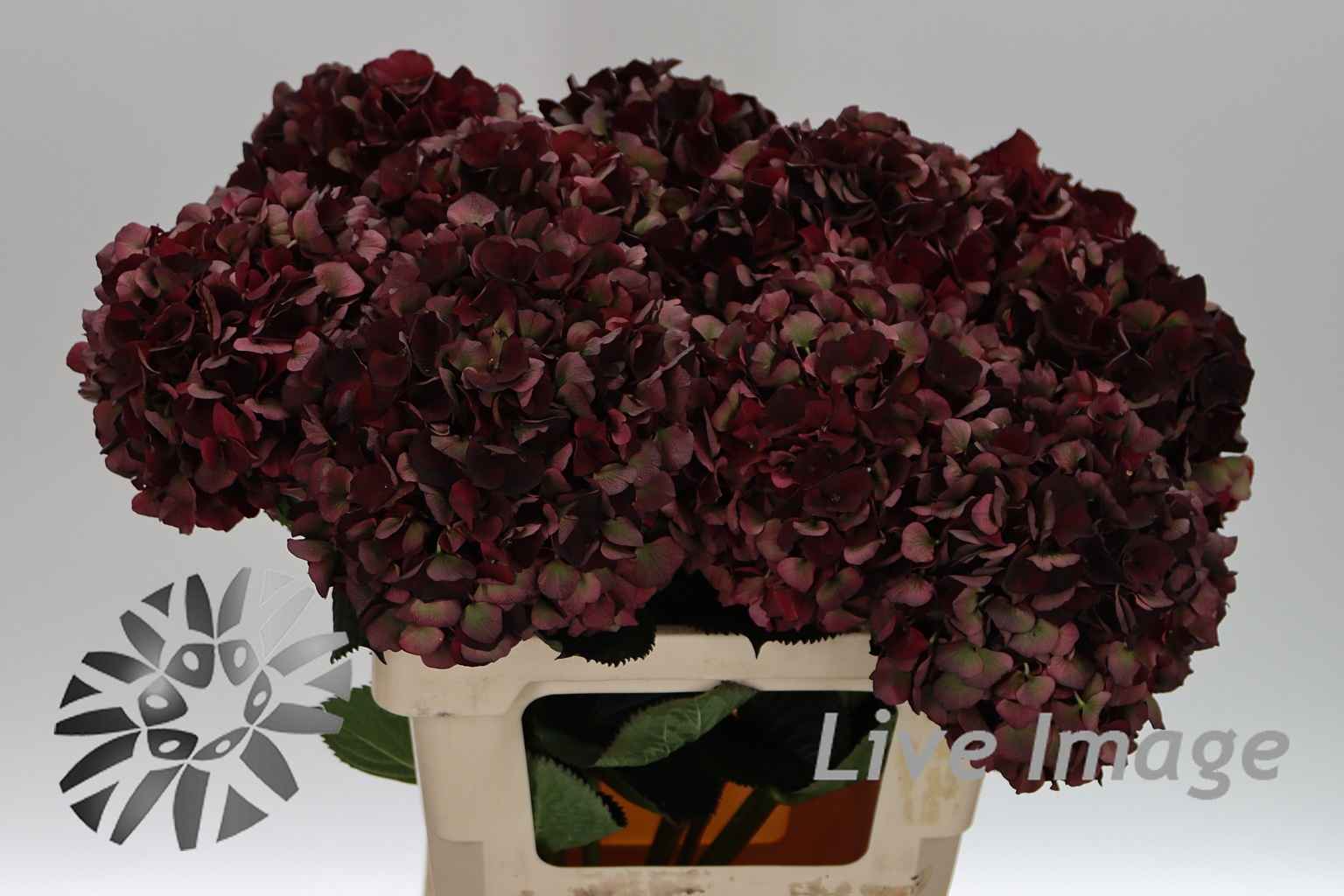 Срезанные цветы оптом Hydrangea mag dark ruby classic от 10шт. из Голландии с доставкой по России