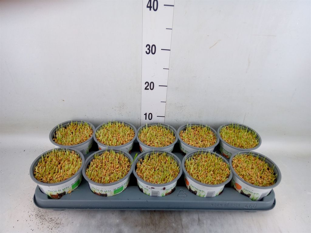 Горшечные цветы и растения оптом Hordeum Sp.   ...kattegras Zaai от 10шт из Голландии с доставкой по России