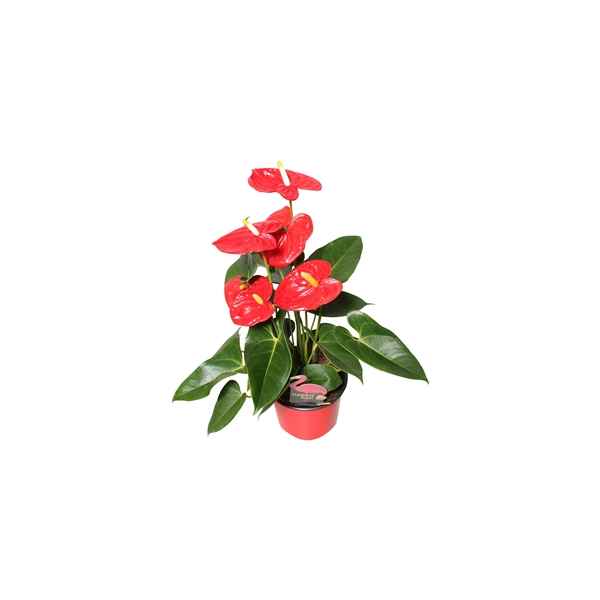 Горшечные цветы и растения оптом Anth An Aloha Red 4+ от 6шт из Голландии с доставкой по России
