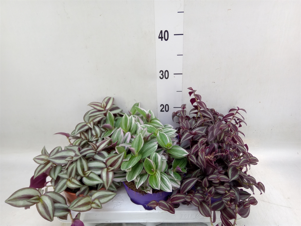 Горшечные цветы и растения оптом Tradescantia   ...mix от 6шт из Голландии с доставкой по России