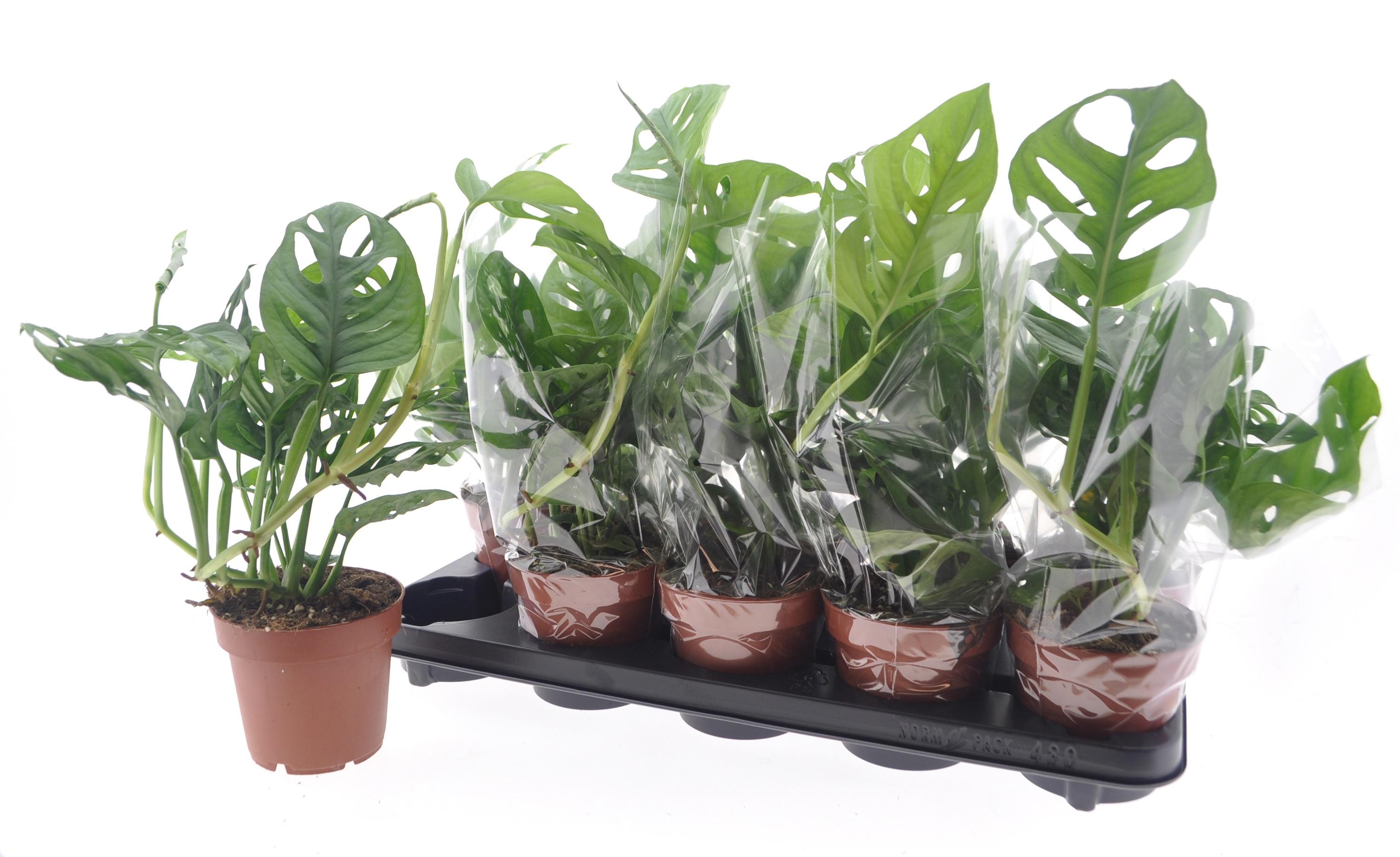 Горшечные цветы и растения оптом Monstera Adansonii от 10шт из Голландии с доставкой по России