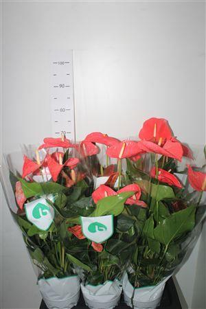 Горшечные цветы и растения оптом Anthu An Maine 7+ от 6шт из Голландии с доставкой по России