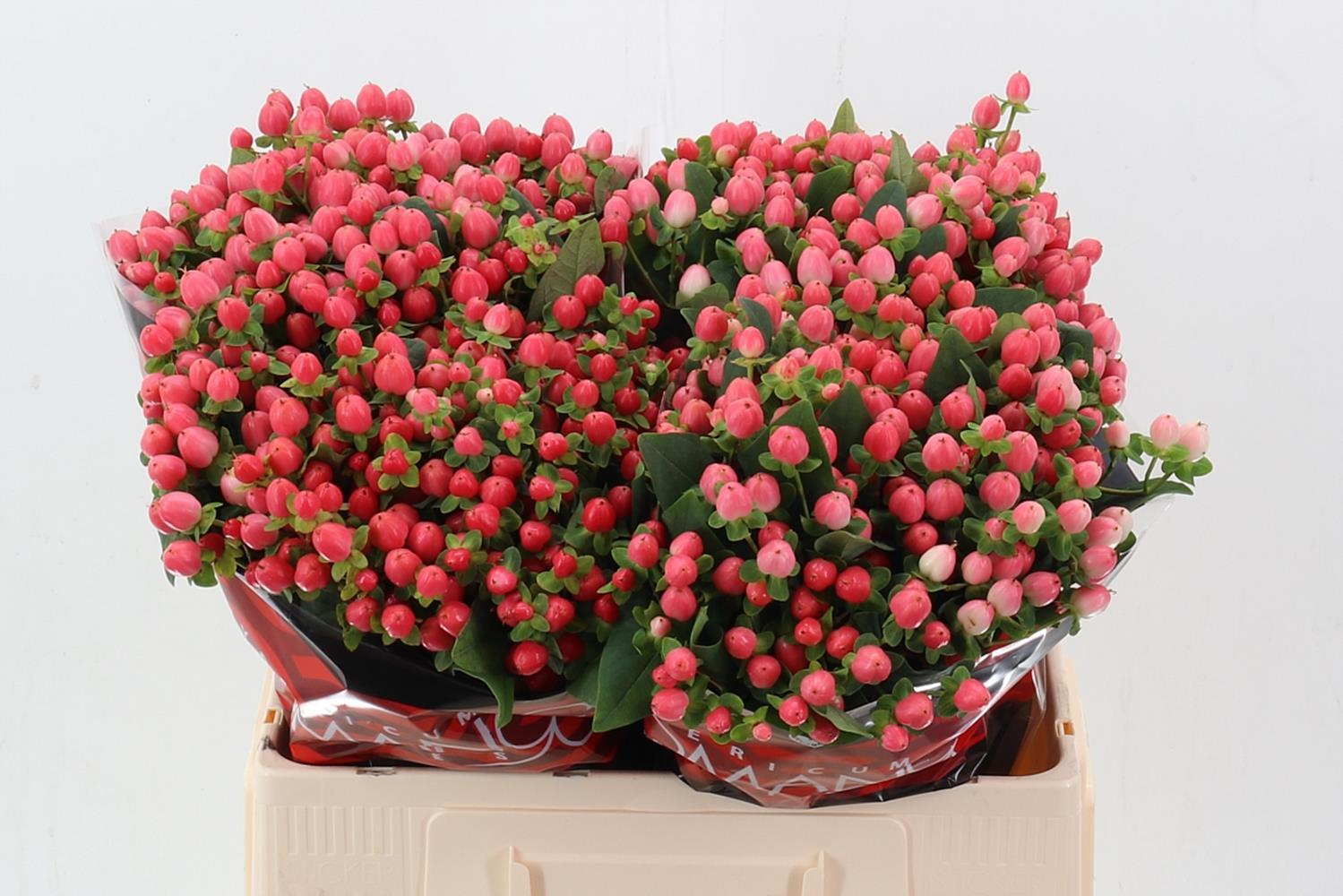 Срезанные цветы оптом Hypericum sweet romance от 100шт. из Голландии с доставкой по России