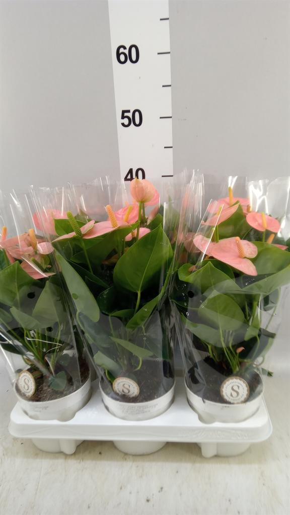 Горшечные цветы и растения оптом Anthurium Andr. spirit от 6шт из Голландии с доставкой по России