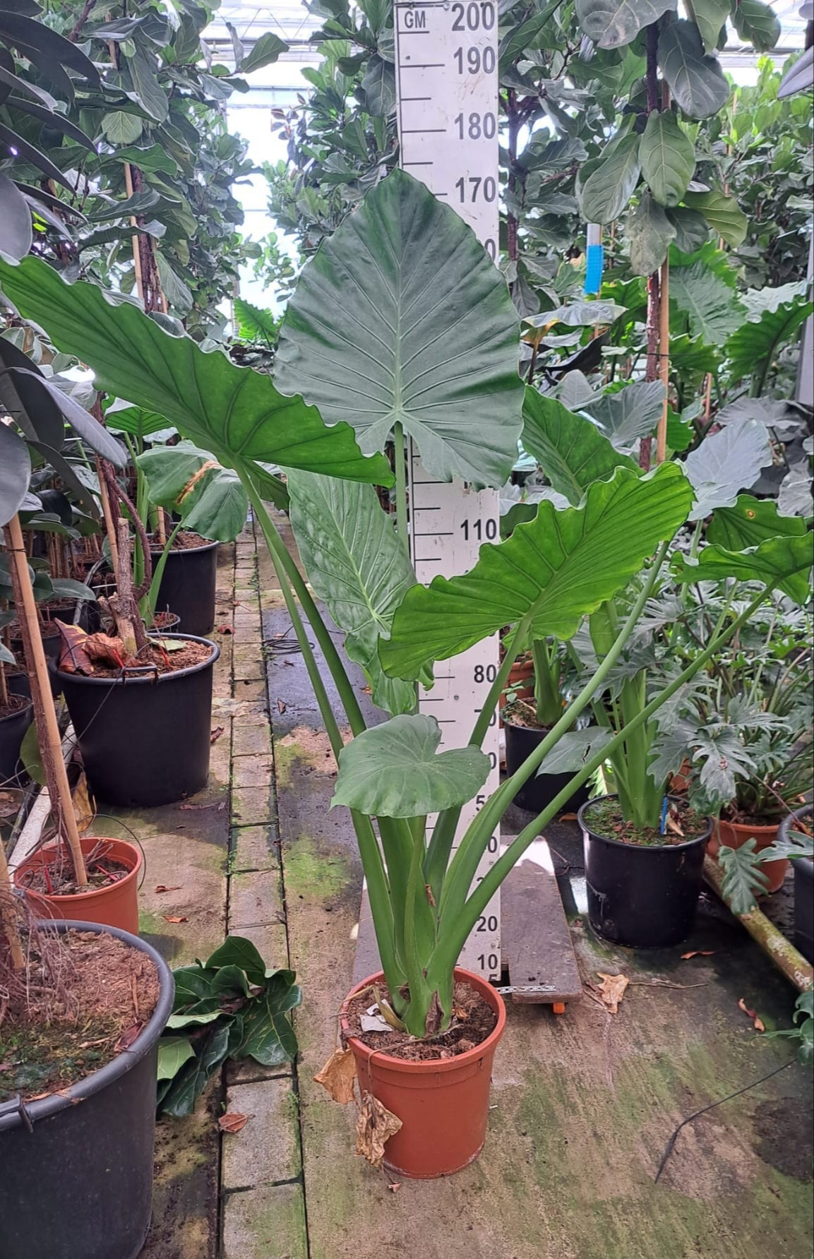 Горшечные цветы и растения оптом Alocasia Macrorrhiza от 1шт (для телеги) из Голландии с доставкой по России