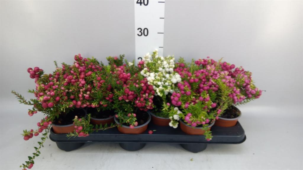Горшечные цветы и растения оптом Gaultheria Mucronata от 12шт из Голландии с доставкой по России
