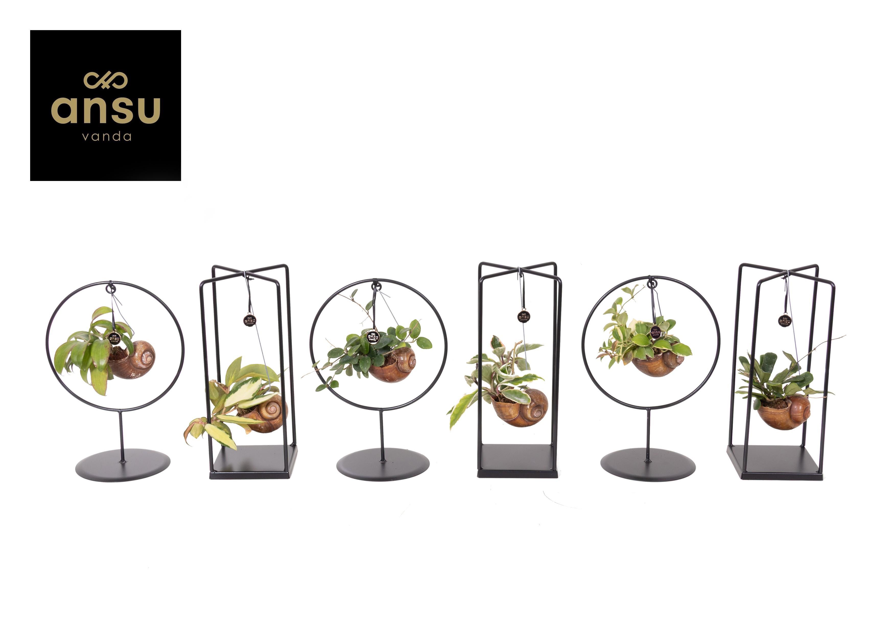 Горшечные цветы и растения оптом Hoya Shelly Cube/ring Mix (medium) от 6шт из Голландии с доставкой по России