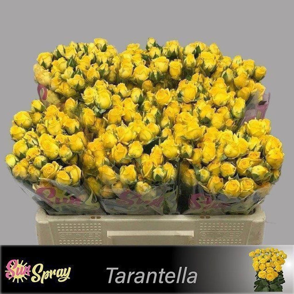 Срезанные цветы оптом Rosa spray tarantella от 60шт. из Голландии с доставкой по России
