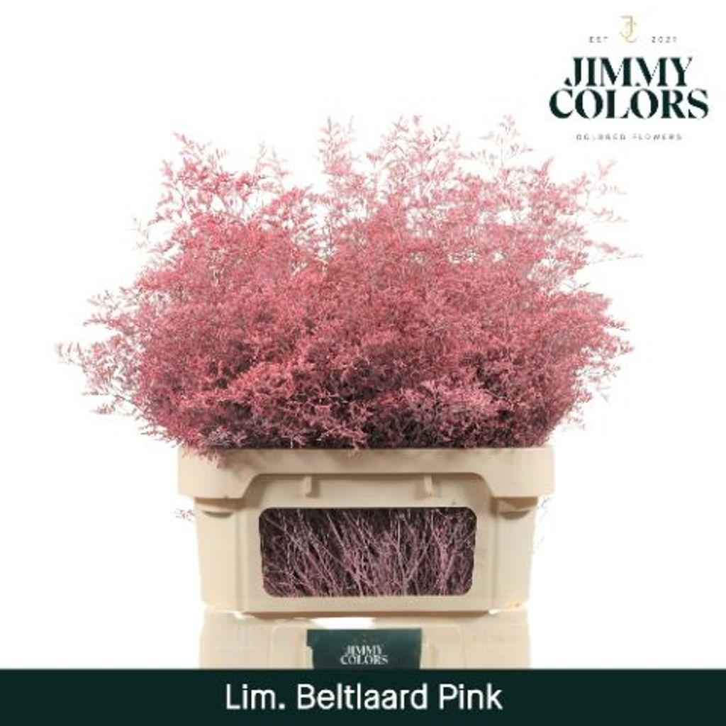 Срезанные цветы оптом Limonium beltlaard paint pink от 25шт. из Голландии с доставкой по России