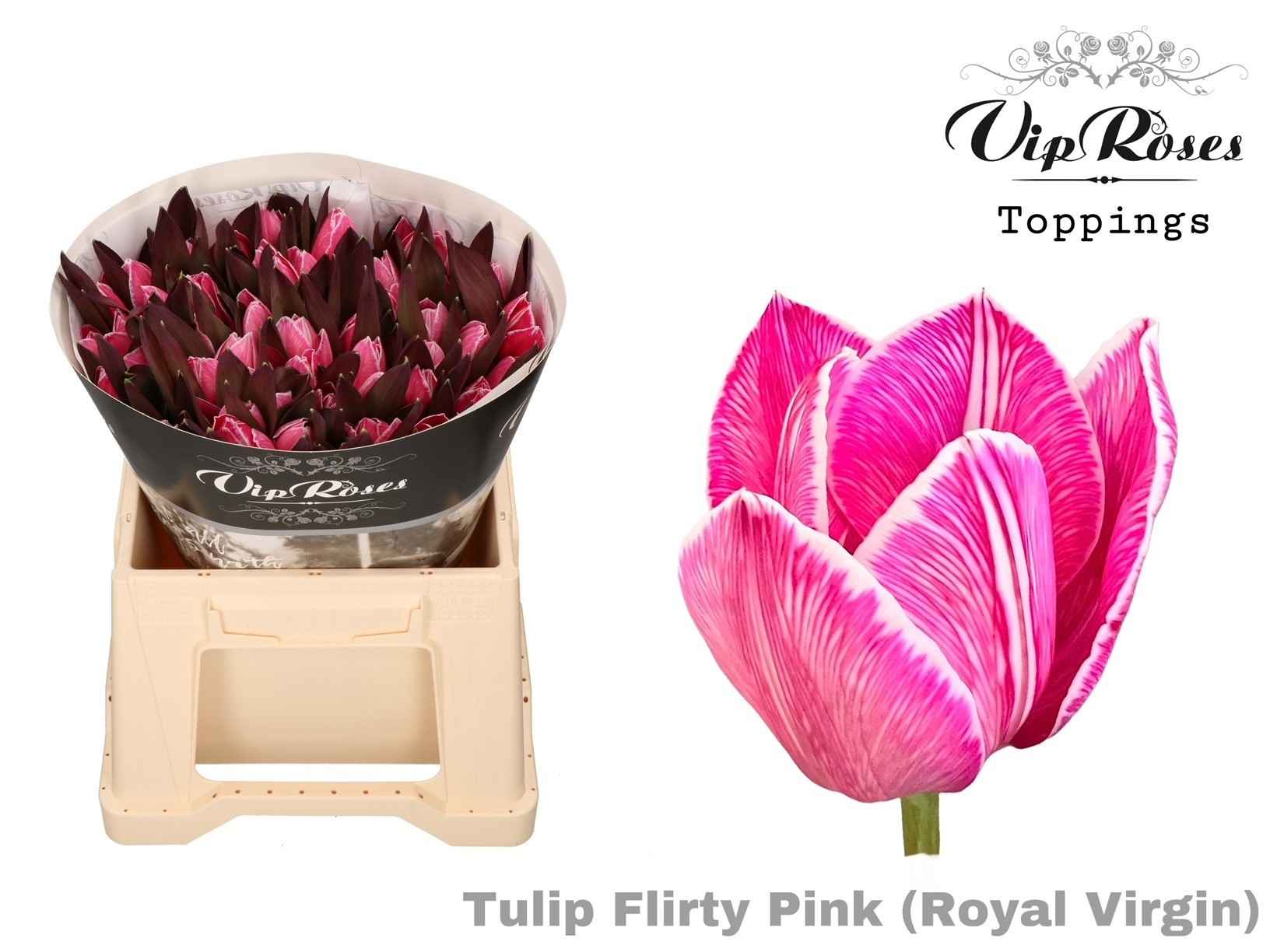 Срезанные цветы оптом Tulipa si paint flirty pink от 50шт из Голландии с доставкой по России