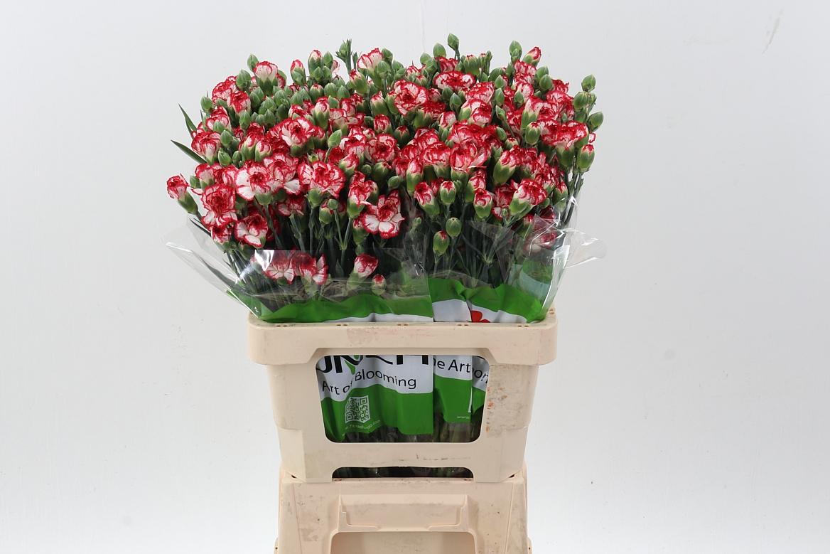 Срезанные цветы оптом Dianthus sp minuetto hf от 100шт из Голландии с доставкой по России