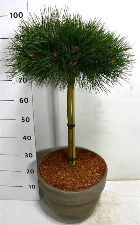 Горшечные цветы и растения оптом Pinus Strobus Macopin In Terra Cotta от 1шт из Голландии с доставкой по России
