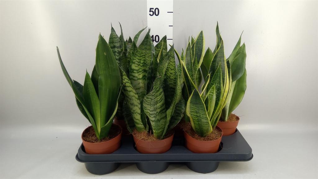 Горшечные цветы и растения оптом Sansevieria Trifa. ... от 6шт из Голландии с доставкой по России
